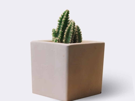 cactus2-free-img