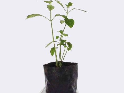 plant2-free-img